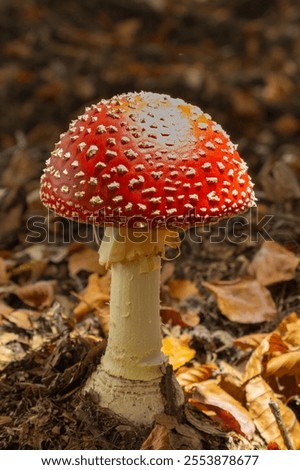 close-up of a single red with white dotts fly agaric fungus 