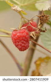 Close-up of a single ripe raspberry hanging from the plant. Fresh organic summer berry with a natural blurred background.