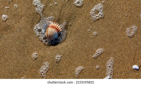 Closeup Of Single Shell On A Beach With Bubbles From The Waves