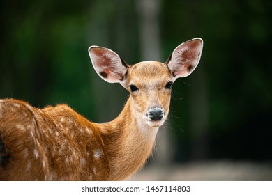Closeup single sika female deer( Cervus nippon), spotted deer or Japanese deer looking at camera, wild life animals