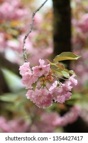 Closeup of a single small branch of the Kanzan tree filled with double pink blossoms with a depth of field background filled with pink blooms.