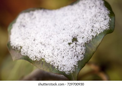 Close-up of a single snow-covered leaf. 