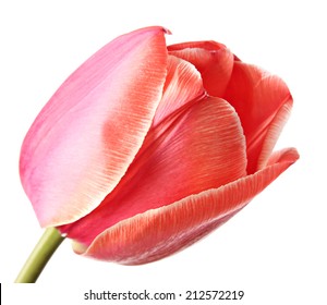 Close-up single tulip flower isolated on a white background