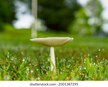 Close-up of a single white mushroom on a dewy grass field in a natural, serene setting. - Powered by Shutterstock