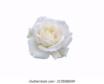 Closeup single white rose flower isolate on white background. - Powered by Shutterstock