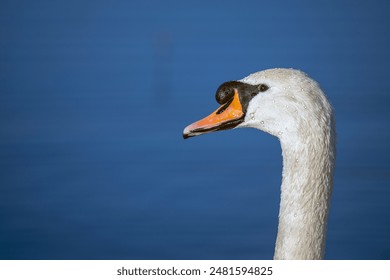 A close-up of a single white swan gracefully gliding on water. - Powered by Shutterstock