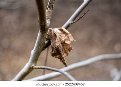 Close-up of a single withered leaf and little twigs of a beech tree with a blurred background - Powered by Shutterstock