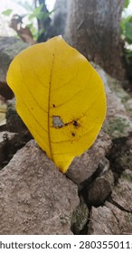 Close-up of a single yellow fallen leaf standing upright among weathered rocks at the base of a tree. The image highlights the contrast between vibrant autumn-like foliage and rough natural textures, symbolizing seasonal change, aging, resilience, and the beauty of nature. Ideal for themes of ecology, life cycle, decay, mindfulness, and natural backgrounds.
