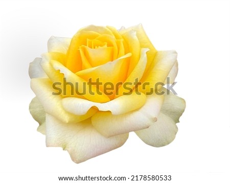 Closeup single yellow rose flower isolated on white background.