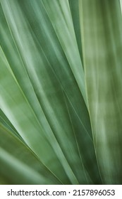 Close-up Of Sisal Hemp With Long Leaves