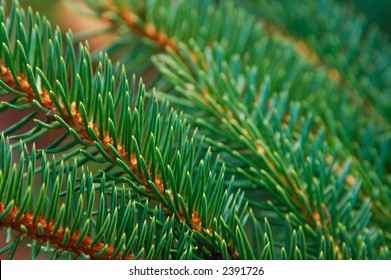 Closeup Of Sitka Spruce Needles (Picea Sitchensis)