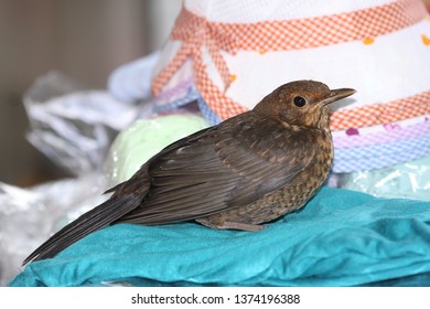 Closeup Sitting Cuckoo Chick