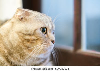 Closeup Sitting Dun Cat Next Window Stock Photo 509969173 | Shutterstock