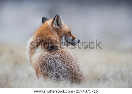 Close-up of a sitting fox looking at something