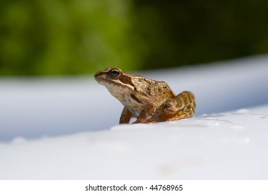 Close-up of sitting frog.