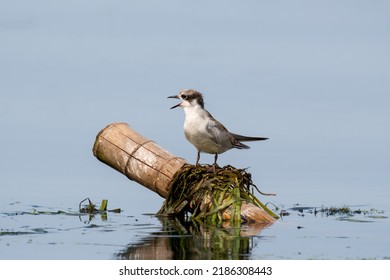 Close-up of a sitting juvenile whiskered tern with beautiful blue background on a sunny day during springtime