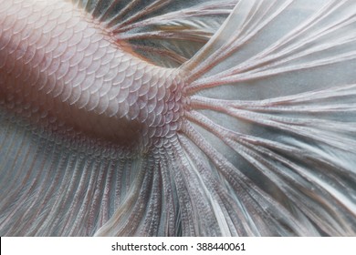 Closeup Skin Of Betta Fish,Siamese Fighting Fish In Movement Isolated On Black Background.