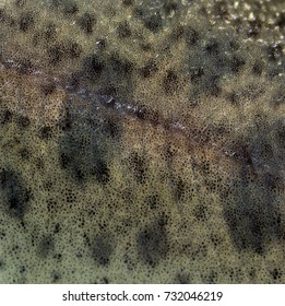 Closeup Skin Rainbow Trout Stock Photo 732046219 | Shutterstock