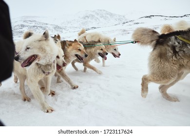 Close-up Of Sled Dog Pack Running Full Speed