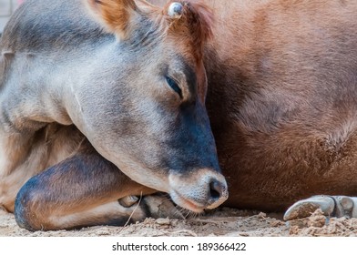 Closeup Of A Sleeping Cow