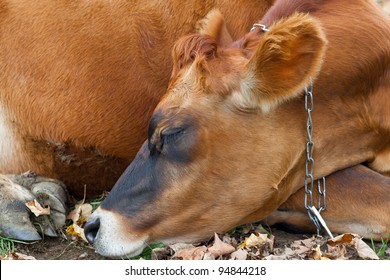 Closeup Of Sleeping Cow