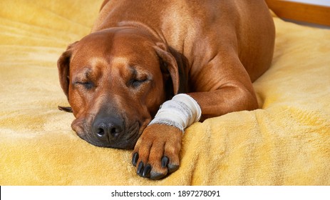 Close-up sleeping dog with bandaged injured paw. Injured dog.