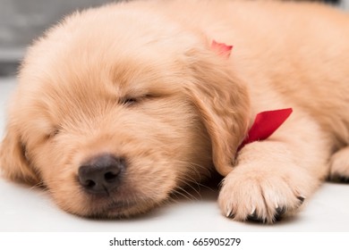 犬 寝顔 の画像 写真素材 ベクター画像 Shutterstock