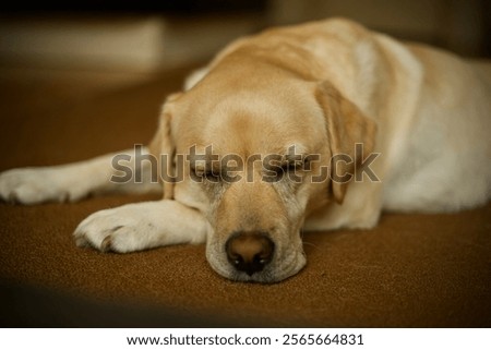 A closeup of a sleeping Labrador