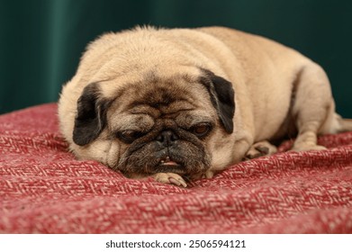 Close-up of a sleeping old pug - Powered by Shutterstock