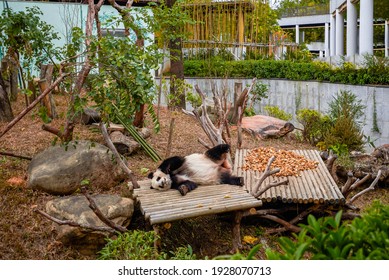 Close-up Of A Sleeping Panda