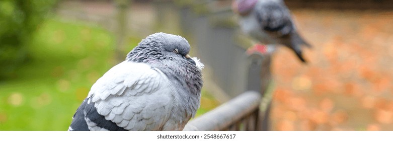 Close-up of sleeping pigeon resting on a metal fence in park. Blurred background with autumn leaves and soft light enhances the peaceful scene - Powered by Shutterstock