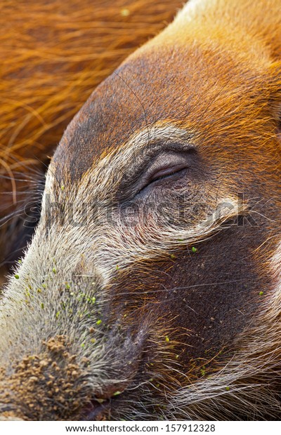 Closeup Sleepy Closed Eye Bush Pig Stock Photo Edit Now 157912328
