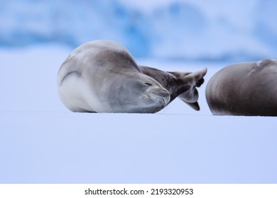 Closeup Of Sleepy Crabeater Seal Stretching On A Sheet Of Ice In Antarctica