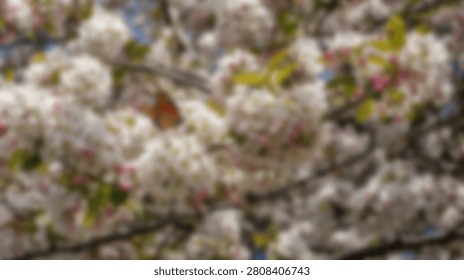 A close-up, slightly blurred view of a small butterfly perched on a branch covered in soft pink and white cherry blossoms during springtime.