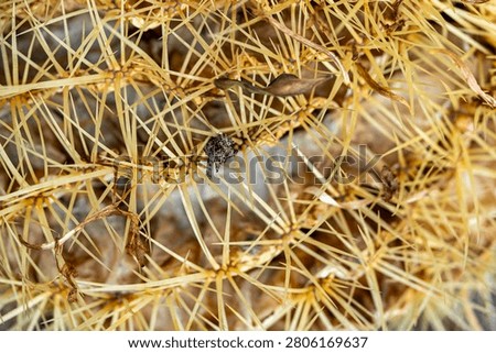 Close-up of a slightly damaged cactus with sharp yellow spines and visible signs of plant stress. Detailed macro image illustrating drought, environmental impact, resilience of desert plants and natural textures. Suitable for concepts such as climate change, gardening, botany and plant health.