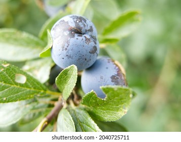 Close-up Of Sloes Growing On A Blackthorn Bush (prunus Spinosa). A Type Of Wild Plum Often Used To Make Sloe Gin.