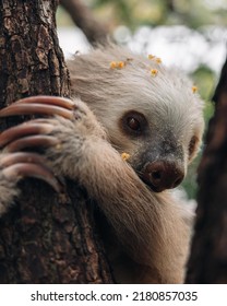 Closeup Of A Sloth Hanging On Tree