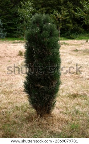 Closeup of the slow growing upright and narrow columnar evergreen hardy garden conifer pinus Nigra green tower or Austrian pine.