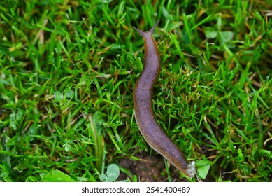 A closeup of a slug on green grass