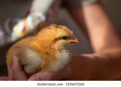 Closeup Of A Small Adorable Chicken In A Woman Hand. Chicken Head Is Highlighted By The Sunlight.