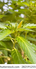 Close-up of small ants exploring a developing yellow flower bud surrounded by fresh green serrated leaves in a tropical garden.