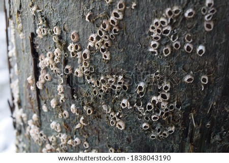 Closeup of small barnacles covering the rough weathered surface of a wooden log on the shore