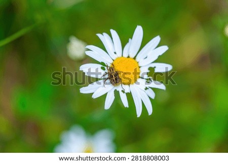 Close-up of Small Beetle Resting on White Daisy Flower