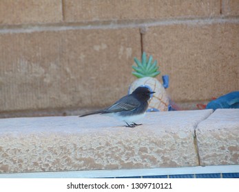 Closeup of small bird