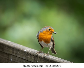 Close-up of small bird on rustic fence with soft natural lighting