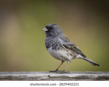 Close-up of small bird on rustic fence in green blurred background