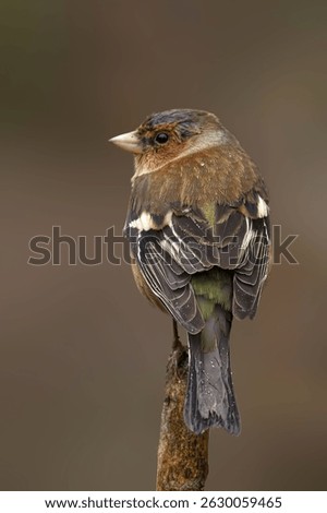 Close-up of a small bird perched on a branch with detailed feathers and a blurred background.