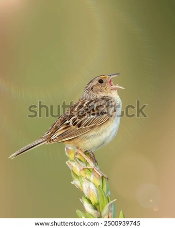 Similar – Bluethroat Biology