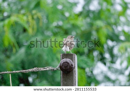 Close-up of a small bird sitting on a garden fence post