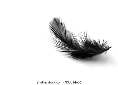 Close-up of small black feather isolated on white backgroind